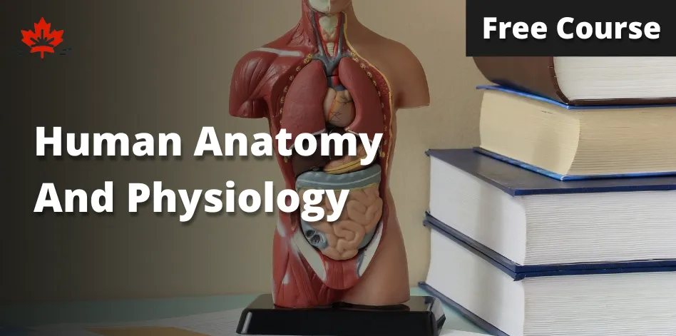 Free Human Anatomy And Physiology Course